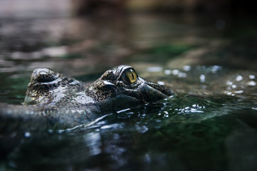 Crocodile. Crocodile's eye reflects in water.Big Brown and Yellow Amphibian Prehistoric Crocodile