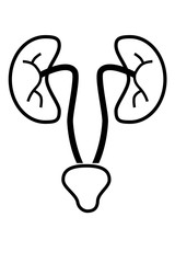 Icon Illustration : Ureter