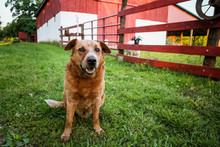 Farm Dog Watching Over The Goat Pen By The Red Barn