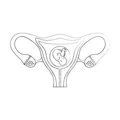 Poster - Female reproductive organ with fetus vector illustration design