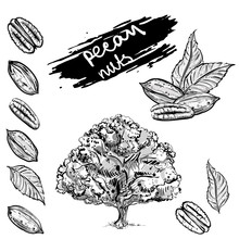 Hand Drawn Gray Scale Vector Illustration Set Of Pecan Nuts, Leaf, Tree. Sketch. Vector Eps 8.