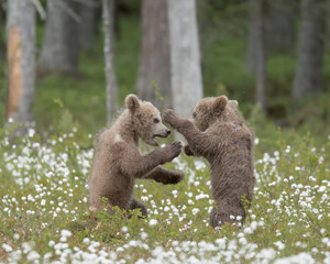 Wall Mural - Brown bear cub playing with the jawbone in the middle of the cotton grass in a Finnish bog