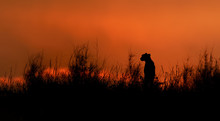Silhouette Of African Cheetah, Acinonyx Jubatus, Sitting On The Ridge Of Grassy Dune In The Valley Of Nossob River After Sunset Against Dramatic Red Sky. Kgalagadi Transfrontier Park, South Africa.