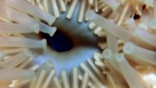 Needles And Tentacles Of Starfish Close Up Underwater On Seabed Of White Sea. Unique Amazing Beautiful Exotic Macro Video. Marine Life On Background Of Pure Clear Clean Water.