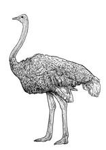 Ostrich Illustration, Drawing, Engraving, Ink, Line Art, Vector
