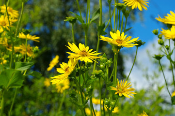 Sticker - Durchwachsene Silphie im Sommer - Cup Plant in summer, garden plant