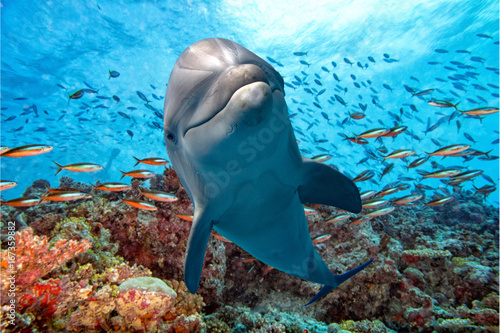 Fotomural dolphin underwater on reef close up look