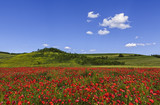 Fototapeta Las - Wild poppy fields