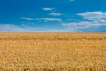 Wall Mural - Summertime landscape - wheat field against the sky with clouds background