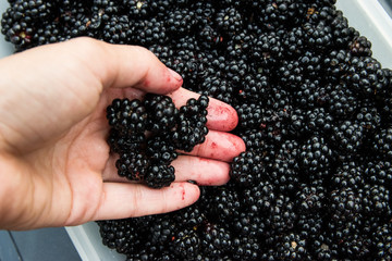 Wall Mural - Blackberries