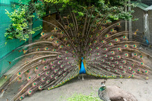 Close Up Of Peacock Showing Its Beautiful Feathers - Male Peacock Displaying His Tail Feathers - Photographed At Saon Monastery, Dobrogea, Romania