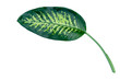 one dumcane leaf isolate close up on white background