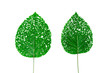 Exotic leaves, Green leaf pattern on white background