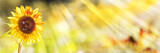 Sunflower, Bumblebees, Summer Background Sunflower, Bumblebees, Summer Background