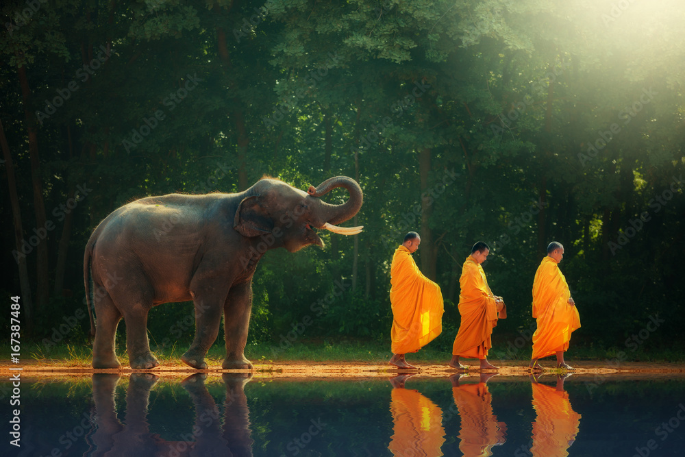 Elephant walking behind monks, Thailand  - obrazy, fototapety, plakaty 