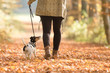 Frau geht im Herbst mit Hund im Wald spazieren - Jack Russell Terrier 7 Jahre alt