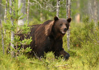 wild brown bear (ursus arctos)