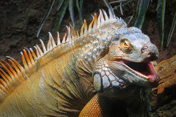 Portrait of a big iguana on the forest