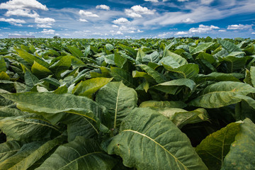 Tobacco Field