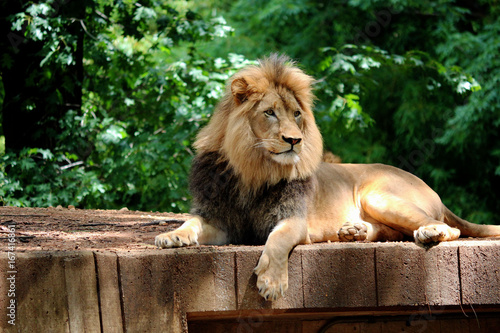 Plakat Relaksujący Lion wyleguje się przed pędzlem