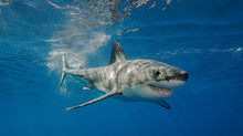Great White Shark Underwater View, Guadalupe Island, Mexico.