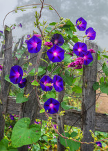 Morning Glories And Old Wooden Fence