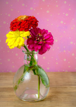 Vertical Little Vase With Three Stems Of Zinnias, Bright Pink, Hot Orange And Yellow Isolated On A Pink Polka Dot Background And Old Wood Base. Room For Copy