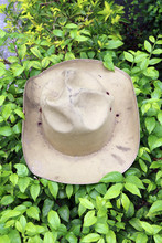 Hat Scout Put On The Green Bush, The Khaki Color Of Hat Put On The Green Bramble.