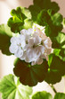 white flowers of geranium