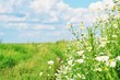 Summer nature photography/ Chamomile flowers in a field on a background of green grass and blue sky. Beautiful view. Summer nature stock photography