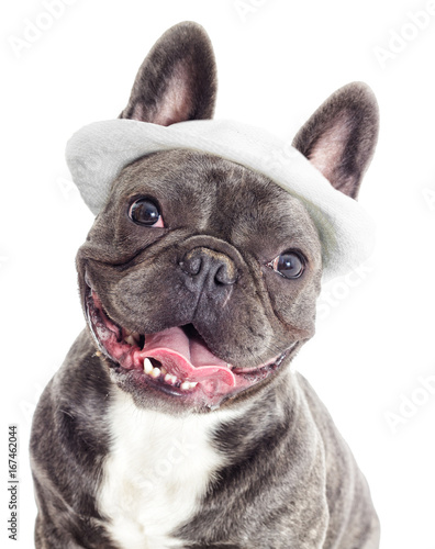 french bulldog hat with ears
