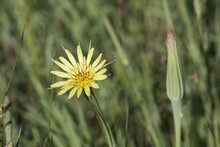 Yellow Salsify Wildflower Bloom On A Natural Green Foliage Background