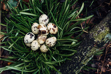 Quail Eggs On Grass