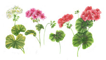 Hand-drawn Watercolor Floral Illustration Of The Geranium Flowers. Natural Drawing Isolated On The White Background. Medicinal Plant