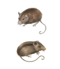 Hand-drawn watercolor drawing of the couple mouses. Illustration of the rodents isolated on the white background