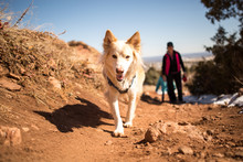 Dog And Owner On Hiking Trail