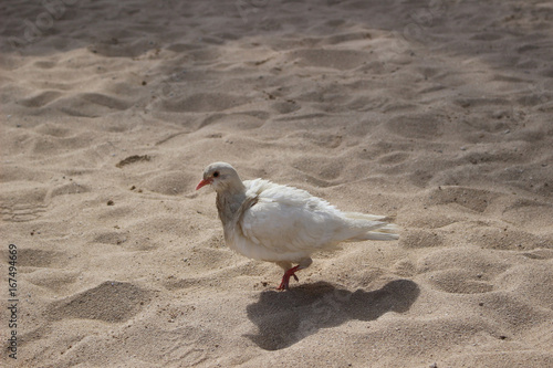 ハワイ オアフ島 砂浜の白い鳩 Stock 写真 Adobe Stock ハワイ オアフ島 砂浜の白い鳩 Stock 写真 Adobe Stock