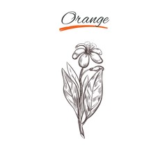 Wall Mural - Orange. Vector collection in sketch style. Isolated objects. Natural herbs and flowers. Beauty and Ayurveda. Organic cosmetics