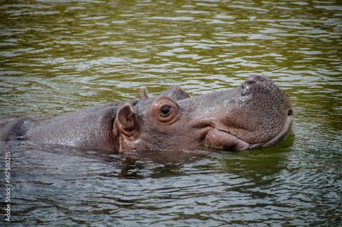 hipopotam-w-wodzie
