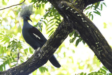 Western Crowned Pigeon, (Goura Cristata), Aiduma Island, Triton Bay, Near Mainland New Guinea, Western Papua, Indonesian Controlled New Guinea, On The Science Et Images "Expedition Papua, In The Footsteps Of Wallace”, By Iris Foundation