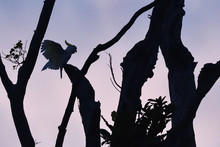 Sulphur-crested Cockatoo (Cacatua Galerita), Kumawa Peninsula, Mainland New Guinea, Western Papua, Indonesian Controlled New Guinea, On The Science Et Images "Expedition Papua, In The Footsteps Of Wallace”, By Iris Foundation