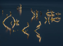 Scenic View Of Pelicans Perching On Branches Over Salton Sea During Night