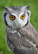 Southern White Faced Scops Owl . Green Natural Grass Background . Closeup . Bird Of Prey
