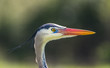 Closeup Heron Profile