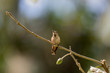 A Single Rufous Hummingbird in the Botanical Garden