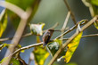 A Backlit Rufous Hummingbird
