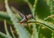 Wings of the Rufous Hummingbird
