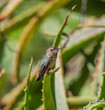 A Tiny Rufous in the Aloe