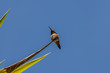 Looking up under a Rufous Hummingbird