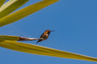 A Rufous Hummingbird on the tip of a yucca.